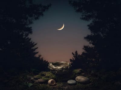 An empty bird nest resting on a moss-covered log with smooth stones beneath a crescent moon framed by dark pine trees.